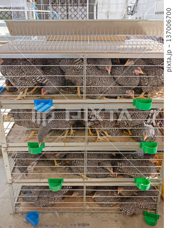 Chickens Cage Multi Level 137006700