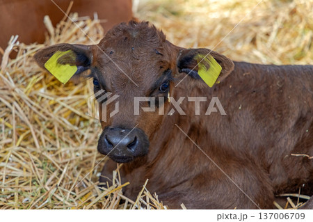 One Brown Calf 137006709
