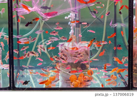 Vibrant Aquarium Colourful Fish Vibrant Aquarium Colourful Fish 137006819