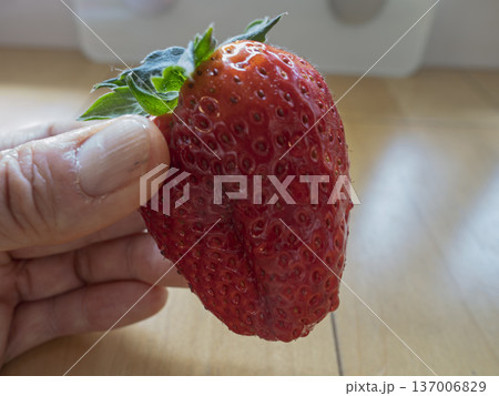 指先で感じる重み、極大の完熟古都華 指先で感じる重み、極大の完熟古都華 137006829