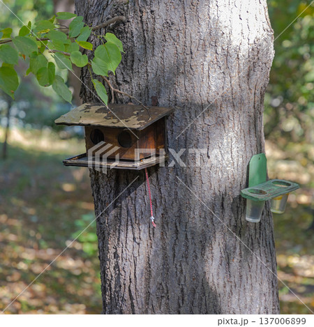 Birdhouse at Tree 137006899