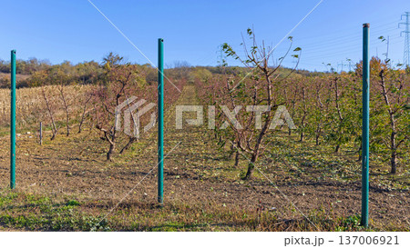 Commercial Orchard Winter Pruning 137006921