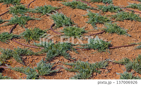 Evergreen Juniper Drip Irrigation 137006926