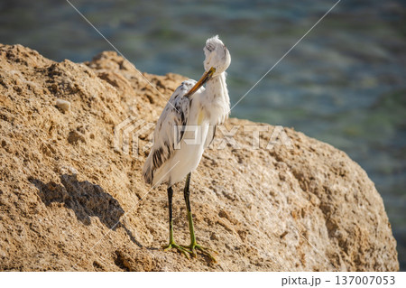 White egret standing on rocky shore by sea in Egypt, preening feathers in warm sunlight White egret standing on rocky shore by sea in Egypt, preening feathers in warm sunlight 137007053