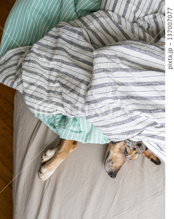 top view of spotted Dog, sad pet lying on a bed under blanket. puppy froze and hid under blanket. 137007077