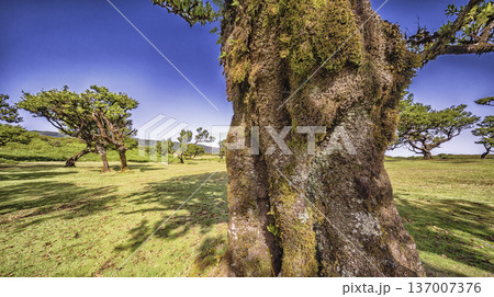 Mystical Fanal Forest, Madeira, Portugal 137007376