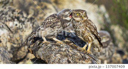 Little Owl, Spain Little Owl, Spain 137007409