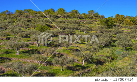 Olives Trees Plantation, Spain Olives Trees Plantation, Spain 137007414