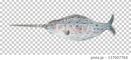 Color pencils drawing gray and blue cute arctic water narwhal animal. Textured crayons hand drawn cheerful sea narwal fish for birthday greeting card design, banner, sticker, poster, t-shirt print Color pencils drawing gray and blue cute arctic water narwhal animal. Textured crayons hand drawn cheerful sea narwal fish for birthday greeting card design, banner, sticker, poster, t-shirt print 137007768