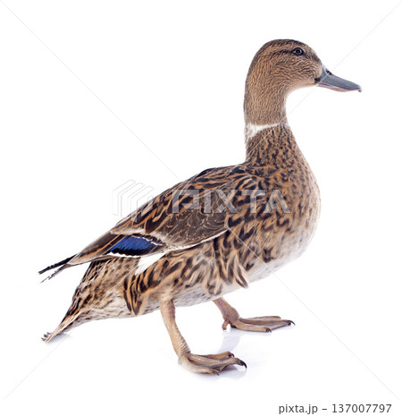female duck 137007797