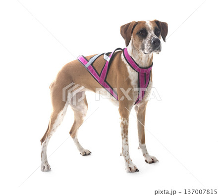 mixed-breed in studio 137007815