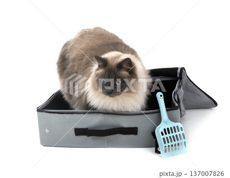 siberian cat in studio siberian cat in studio 137007826