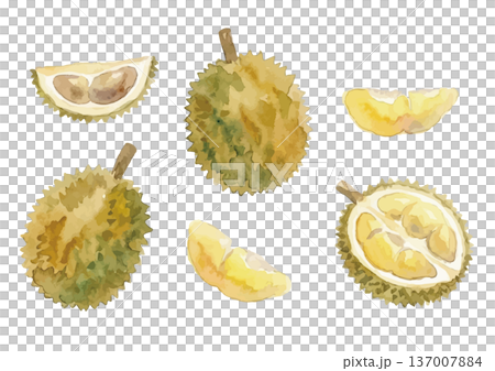 水彩風格的榴槤插畫 137007884