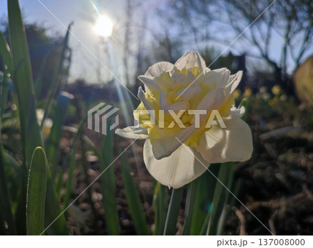 Blossoming flower of narcissus variety Young Devotion close-up. Blooming daffodil with white yellow petals in inflorescence on green stem with leaves growing in ground in garden on sunny spring day Blossoming flower of narcissus variety Young Devotion close-up. Blooming daffodil with white yellow petals in inflorescence on green stem with leaves growing in ground in garden on sunny spring day 137008000