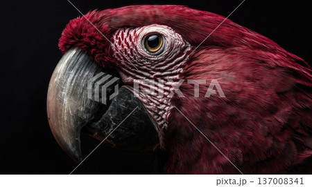 Close-up portrait of red macaw on black background, detailed exotic bird photography. Close-up portrait of red macaw on black background, detailed exotic bird photography. 137008341