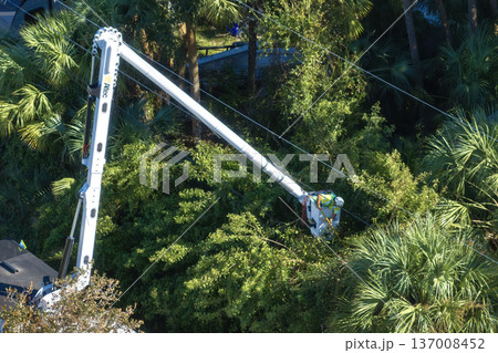 Vegetation trimming around power line. Municipal electrician worker cut tree branches eliminating the breakage of the electric grid wires Vegetation trimming around power line. Municipal electrician worker cut tree branches eliminating the breakage of the electric grid wires 137008452