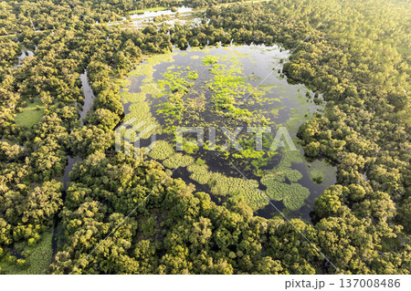 Florida wetlands with water between green wild vegetation. Tropical ecosystem at sunset 137008486