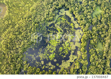 Florida wetlands with water between green wild vegetation. Tropical ecosystem at sunset Florida wetlands with water between green wild vegetation. Tropical ecosystem at sunset 137008487
