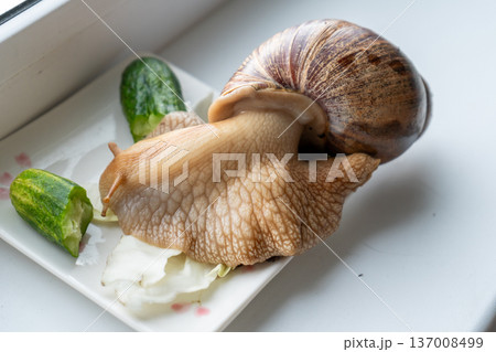 Big snail achatina pet. Animal at home. Eating cucumber veggies food 137008499