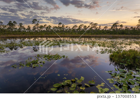 Sunset over forest lake water with floating lily pads in southern tropical wetlands. Amazing Florida nature 137008553