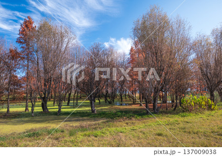 Dali Landscape With Colorful Autumn Trees And Clear Blue Sky. Dali Landscape With Colorful Autumn Trees And Clear Blue Sky. 137009038