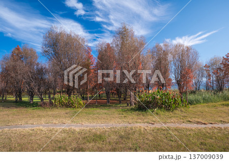 Dali Landscape With Colorful Autumn Trees And Clear Blue Sky. 137009039