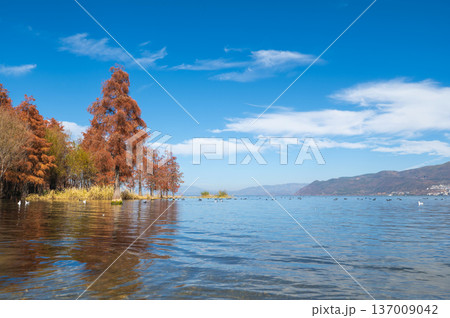 Tranquil Erhai Lake In Dali, China, With Autumn Foliage Reflections 137009042