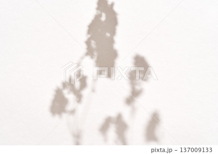 Abstract floral shadow silhouettes cast on white wall in subtle minimalistic design 137009133
