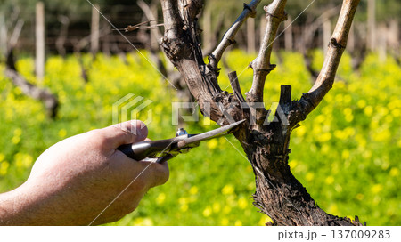 Farmer pruning the vine in winter. Agriculture. 137009283