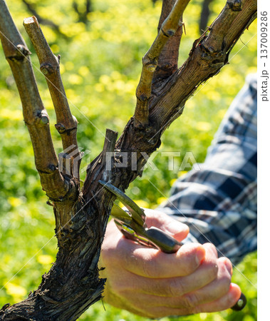 Farmer pruning the vine in winter. Agriculture. 137009286