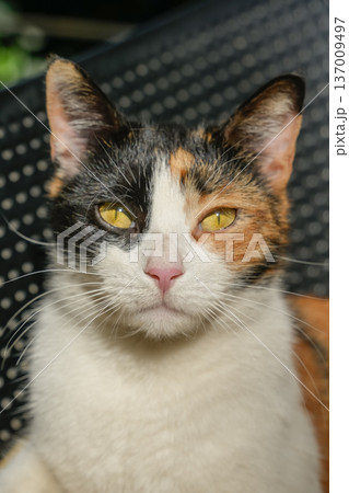 Close Up Portrait of Green Eyed Calico Cat 137009497