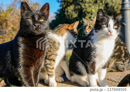 Three Cats Sitting on Street Side View Three Cats Sitting on Street Side View 137009505