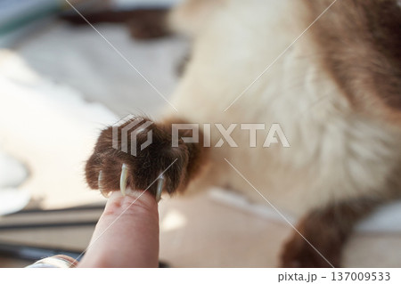 Close-up of cat paw with claws grazing human finger in soft light environment Close-up of cat paw with claws grazing human finger in soft light environment 137009533