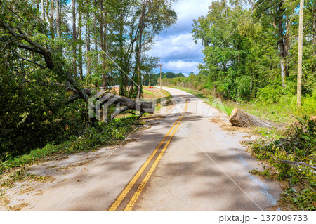 Large tree lies across road in rural area after tornado storm, making road impassable for vehicles. Large tree lies across road in rural area after tornado storm, making road impassable for vehicles. 137009733