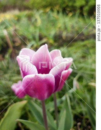 Blooming tulip flower. Blooming tulip flower with purple petal in inflorescence on sunny spring morning. Blooming of blossoming white tulip flower growing ground. Natural background. Tulip 137010008
