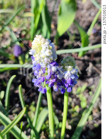 Muscari. Blooming muscari flowers. Many small white purple flowers of muscari inflorescence on sunny spring day. Varietal blossoming flower. Small flower on green stem on background of grass 137010013