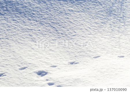 Animal tracks left in deep snow. Background Animal tracks left in deep snow. Background 137010090