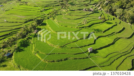 Vibrant green landscape of a traditional Balinese rice paddy, intricate terraced farming fields system and agricultural beauty of Indonesia, Bali island. Aerial drone , nature pattern landscape 137010428
