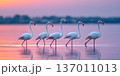 A serene scene featuring five elegant flamingos gracefully walking along the water's edge during a tranquil sunset, showcasing their beautiful plumage and reflections. 137011013