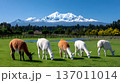 A serene scene featuring five llamas grazing on lush grass in front of a majestic snow-capped mountain, showcasing the beauty of nature in a tranquil environment. 137011014