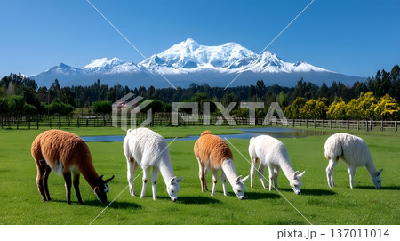 A serene scene featuring five llamas grazing on lush grass in front of a majestic snow-capped mountain, showcasing the beauty of nature in a tranquil environment. 137011014