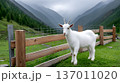 A serene white goat standing near a wooden fence, surrounded by lush greenery and majestic mountains. A peaceful scene capturing the beauty of nature and rural life. 137011020