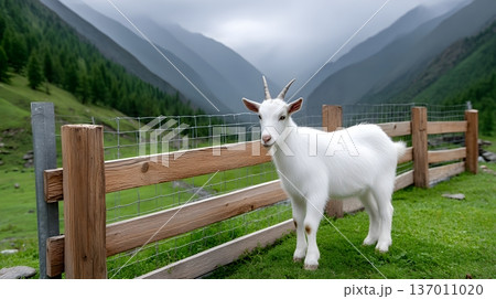 A serene white goat standing near a wooden fence, surrounded by lush greenery and majestic mountains. A peaceful scene capturing the beauty of nature and rural life. 137011020