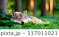 A serene wolf resting peacefully in a lush green forest, surrounded by tall trees and vibrant foliage, capturing the beauty of nature and wildlife in a tranquil environment. 137011021