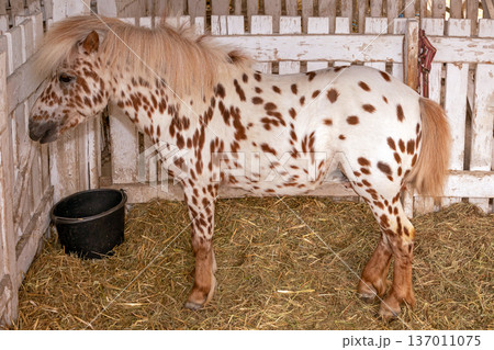 Small pony horse next to fence Small pony horse next to fence 137011075
