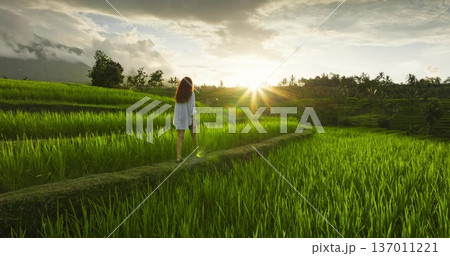 Tourist woman with long hair walking on narrow path of rice paddy fields terrace glowing with the golden light of bright sunset, inspiring peace, relax, vacation and travel. Tropical nature landscape Tourist woman with long hair walking on narrow path of rice paddy fields terrace glowing with the golden light of bright sunset, inspiring peace, relax, vacation and travel. Tropical nature landscape 137011221