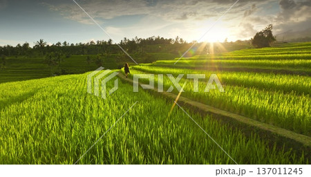 Woman walk on lush green rice paddies, exploring beautiful terrace landscape of Bali during a golden sunset, enjoy nature and peaceful moment in Ubud. Beautiful nature scene. Relax, holiday, travel 137011245
