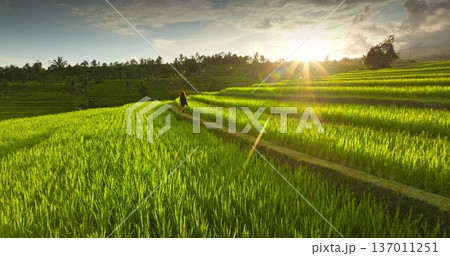 Woman walk on lush green rice paddies, exploring beautiful terrace landscape of Bali during a golden sunset, enjoy nature and peaceful moment in Ubud. Beautiful nature scene. Relax, holiday, travel Woman walk on lush green rice paddies, exploring beautiful terrace landscape of Bali during a golden sunset, enjoy nature and peaceful moment in Ubud. Beautiful nature scene. Relax, holiday, travel 137011251