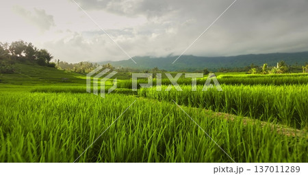 Indonesia, Bali: lush green rice paddy fields create natural terrace steps on hillsides, reflect rich agricultural heritage and scenic beauty of tropical island, mountains in background. Drone flight Indonesia, Bali: lush green rice paddy fields create natural terrace steps on hillsides, reflect rich agricultural heritage and scenic beauty of tropical island, mountains in background. Drone flight 137011289