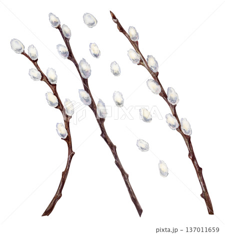 Set of blooming brown willow branches with fluffy white buds isolated on a white background. Watercolor illustration for spring and religious design, church websites, newsletters, and greeting cards Set of blooming brown willow branches with fluffy white buds isolated on a white background. Watercolor illustration for spring and religious design, church websites, newsletters, and greeting cards 137011659